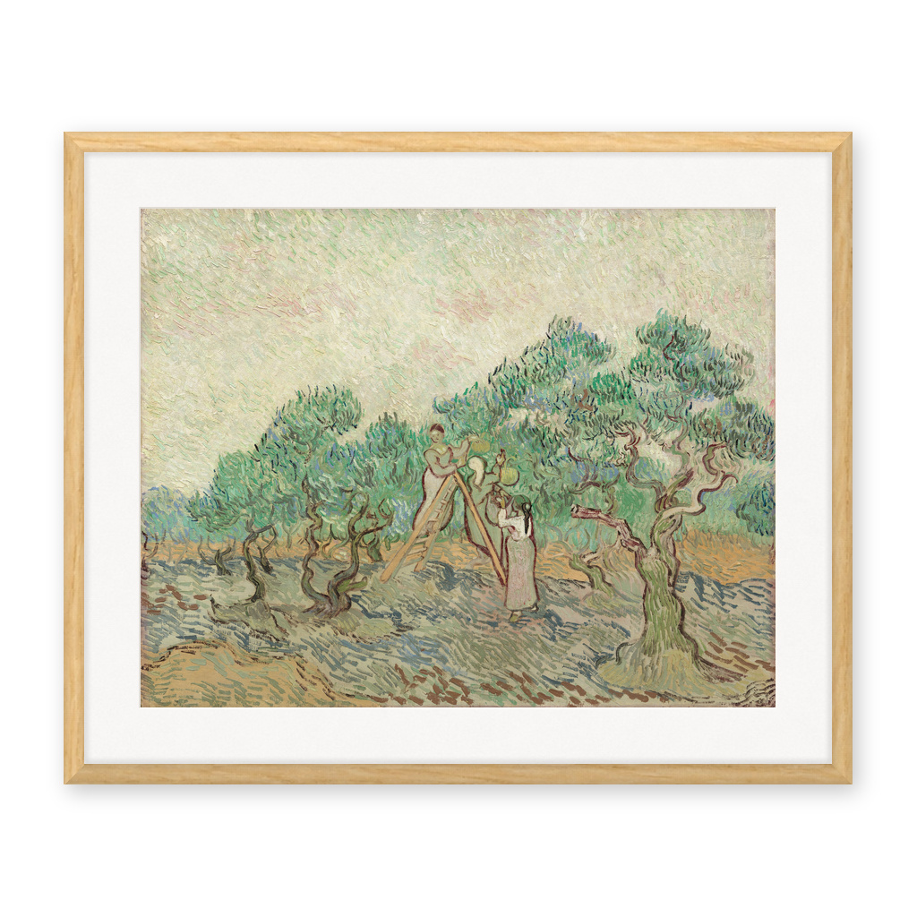 The Olive Orchard
